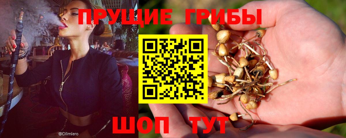 Псилоцибиновые грибы GOLDEN TEACHER  Вход с VPN  купить   Карачаевск  Галлюциногенные грибы Magic Shrooms 